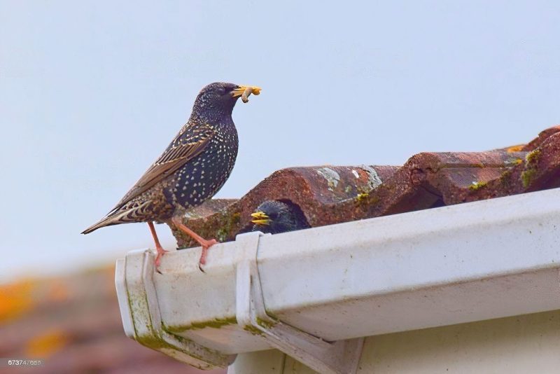 Keep Animals away from your roof